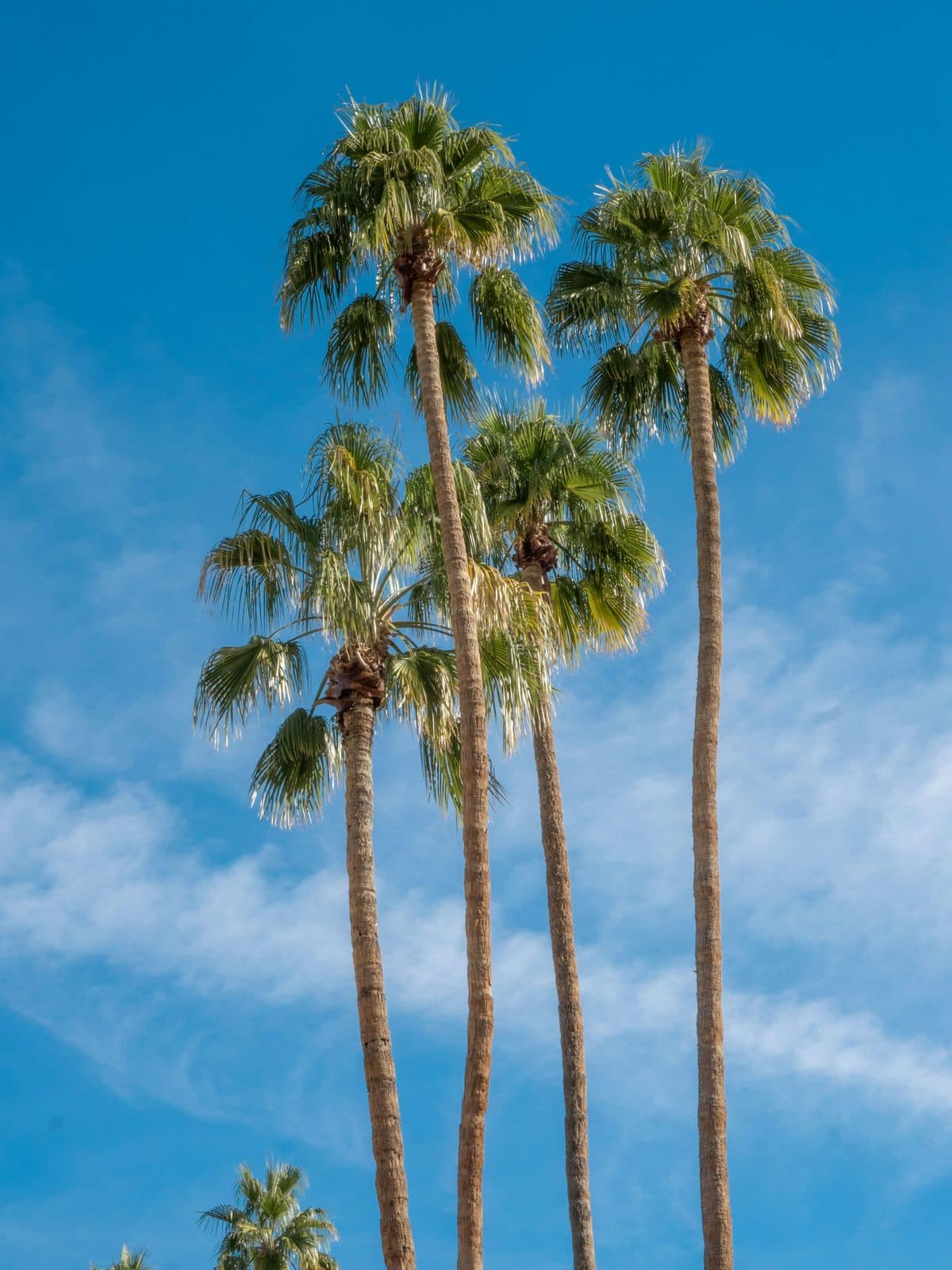 Palmbomen tegen een blauwe lucht